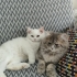 Minnoş bir kedi fotoğraf