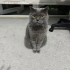 ERKEK KISIR YAVRUMUZA ÖMÜRLÜK YUVA fotoğraf