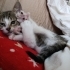 2 aylık minik kızımız yuvasını arıyor fotoğraf