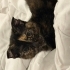 kırık kulak calico fotoğraf
