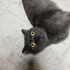Oyuncu Kedi Gölge fotoğraf