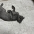Oyuncu Kedi Gölge fotoğraf
