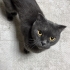 Oyuncu Kedi Gölge fotoğraf