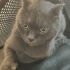 Oyuncu Kedi Gölge fotoğraf