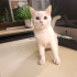 0534 216 08 72 İSTANBUL/ BRITISH SHORTHAIR CİNSİ İLK AŞILI 3 AYLIK KIZIM PRENSES fotoğraf