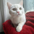 0534 216 08 72 İSTANBUL/ BRITISH SHORTHAIR CİNSİ İLK AŞILI 3 AYLIK KIZIM PRENSES fotoğraf