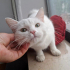 0534 216 08 72 İSTANBUL/ BRITISH SHORTHAIR CİNSİ İLK AŞILI 3 AYLIK KIZIM PRENSES fotoğraf