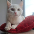 0534 216 08 72 İSTANBUL/ BRITISH SHORTHAIR CİNSİ İLK AŞILI 3 AYLIK KIZIM PRENSES fotoğraf