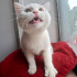 0534 216 08 72 İSTANBUL/ BRITISH SHORTHAIR CİNSİ İLK AŞILI 3 AYLIK KIZIM PRENSES fotoğraf