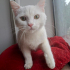 0534 216 08 72 İSTANBUL/ BRITISH SHORTHAIR CİNSİ İLK AŞILI 3 AYLIK KIZIM PRENSES fotoğraf