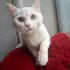 0534 216 08 72 İSTANBUL/ BRITISH SHORTHAIR CİNSİ İLK AŞILI 3 AYLIK KIZIM PRENSES fotoğraf
