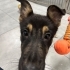 Alman kurdu güzel çocuğa acil yuva fotoğraf