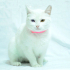 CASPER/ VAN KEDİSİ KISIR, KARMA AŞILI OĞLUM CASPER YUVA ARIYOR fotoğraf