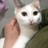 VETERİNERDN BRITISH-ANKARA KIRMASI MİNYON, KISIR KIZIM MATILDA fotoğraf