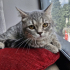 SILVER BRITISH SHORT 6AYLIK KISIR KUDUZ AŞILI,ÇİPLİ KIZIM GÖLGE fotoğraf