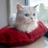 İRAN KEDİSİ İÇ DIŞ PARAZİT AŞILI, KISIR, 1 YAŞ KIZIM İNCİ fotoğraf