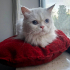 İRAN KEDİSİ İÇ DIŞ PARAZİT AŞILI, KISIR, 1 YAŞ KIZIM İNCİ fotoğraf