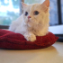 İRAN KEDİSİ İÇ DIŞ PARAZİT AŞILI, KISIR, 1 YAŞ KIZIM İNCİ fotoğraf