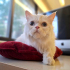 İRAN KEDİSİ İÇ DIŞ PARAZİT AŞILI, KISIR, 1 YAŞ KIZIM İNCİ fotoğraf