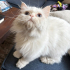 İRAN KEDİSİ İÇ DIŞ PARAZİT AŞILI, KISIR, 1 YAŞ KIZIM İNCİ fotoğraf