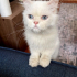 İRAN KEDİSİ İÇ DIŞ PARAZİT AŞILI, KISIR, 1 YAŞ KIZIM İNCİ fotoğraf