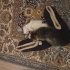 2 kardeş kedi anneleri yok. Birisi erkek diğeri dişi fotoğraf