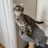 Yavru 4-5 aylık dişi kedi yuvaya ihtiyacı var fotoğraf