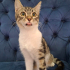 BRITISH-TEKİR MELEZİ 4 AYLIK İLK AŞILI KIZIM CAPPY fotoğraf
