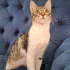 BRITISH-TEKİR MELEZİ 4 AYLIK İLK AŞILI KIZIM CAPPY fotoğraf