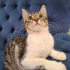 BRITISH-TEKİR MELEZİ 4 AYLIK İLK AŞILI KIZIM CAPPY fotoğraf