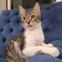 BRITISH-TEKİR MELEZİ 4 AYLIK İLK AŞILI KIZIM CAPPY fotoğraf