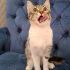 BRITISH-TEKİR MELEZİ 4 AYLIK İLK AŞILI KIZIM CAPPY fotoğraf