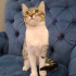 BRITISH-TEKİR MELEZİ 4 AYLIK İLK AŞILI KIZIM CAPPY fotoğraf