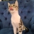 BRITISH-TEKİR MELEZİ 4 AYLIK İLK AŞILI KIZIM CAPPY fotoğraf