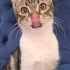 BRITISH-TEKİR MELEZİ 4 AYLIK İLK AŞILI KIZIM CAPPY fotoğraf