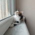 iki kardeş ömürlük yuvalarını arıyor fotoğraf