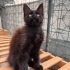 Maine coon; Görkemli görünüm, tatlı karakter fotoğraf