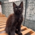 Maine coon; Görkemli görünüm, tatlı karakter fotoğraf
