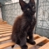 Maine coon; Görkemli görünüm, tatlı karakter fotoğraf
