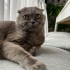 Scottish Fold Kısırlaştırılmış fotoğraf