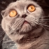 Scottish Fold Kısırlaştırılmış fotoğraf