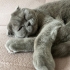 Scottish Fold Kısırlaştırılmış fotoğraf
