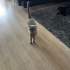 Scottish Fold Kısırlaştırılmış fotoğraf