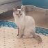 Yaren yeni yuvasını arıyor fotoğraf