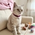 Pamuk Prens yuva arıyor(kısır) fotoğraf