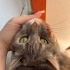 1.5 yaşında eşyaları ile sahiplendirilecek fotoğraf