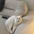 British shorthair oğlumuza yuva arıyoruz(Bursa) fotoğraf