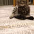 Oyuncu ve çok sevimli fotoğraf