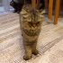 Oyuncu ve çok sevimli fotoğraf