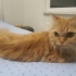 çok oyuncu havalı insan dostu fotoğraf